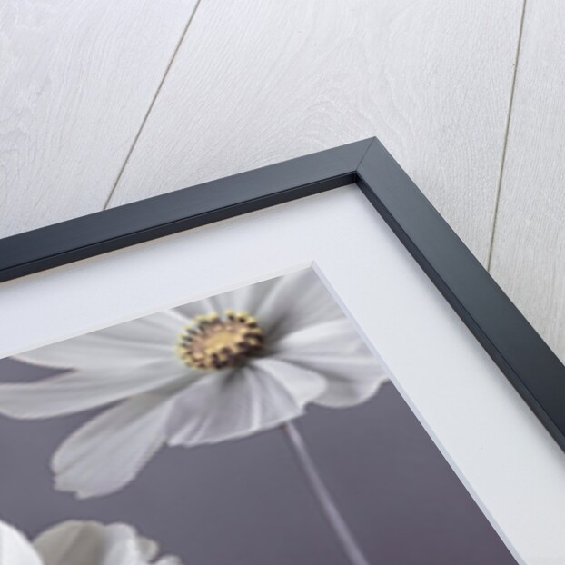 Cosmos flowers by Assaf Frank